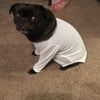 mileypug